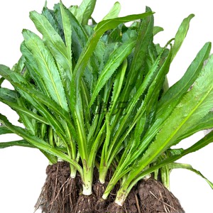 新鲜带根广西盐茜野生香菜广东假芫荽刺芹泰国老缅云南大香菜食用