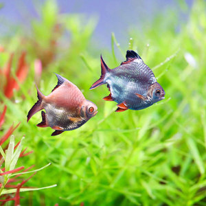 观赏鱼泰国鲫淡水 龙鱼配鱼元宝鲫活体好养耐活 金元宝鲫银元宝鲫