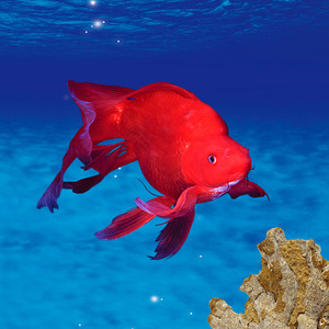 台湾纯血统 中国红球蝴蝶鲤 高背 大七鳍 红色淡水活体冷水观赏鱼