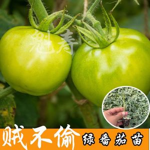 贼不偷绿番茄种子秧苗东北绿色西红柿种籽四季水果蔬菜沙瓤青柿子