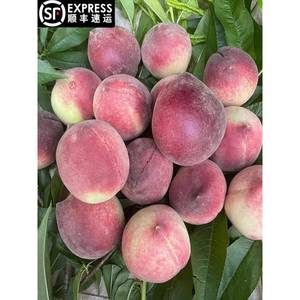 贵州新鲜水果特产现摘毛桃血桃红宝石水蜜桃子百花四月桃500g包邮