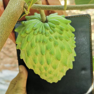 释迦大整箱释迦货番荔枝水果大果摩尼果5斤牟尼果10斤海南广东