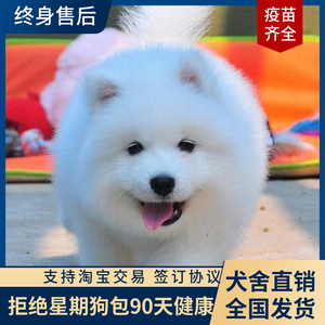 香港澳门发货熊版萨摩耶犬微笑天使家养幼崽雪橇犬大型白色宠物狗
