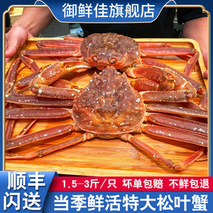 鲜活松叶蟹1.5-3斤 雪蟹板蟹螃蟹海鲜水产活冻特大长脚蟹非帝王蟹