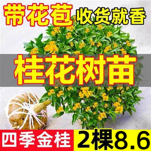 桂花树苗盆栽室内四季桂浓香型花卉金桂丹桂植物庭院好养大树绿植