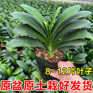 君子兰盆栽小苗花卉植物室内水培绿植好养多肉大全桌面好养活盆景