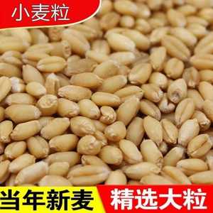小麦子带皮小麦粒1斤5斤2食用磨面药引麦芽糖发芽苗榨汁酿酒猫草