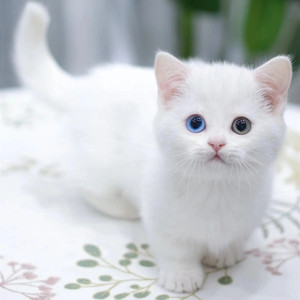纯种异瞳英短蓝白曼基康蓝猫拿破仑矮脚短毛狮子猫纯白活体宠物猫