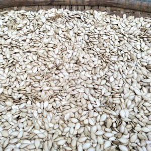 23年新瓜子老品种自然晒干圆南瓜籽原味毛边生米可以播种湖北宜昌