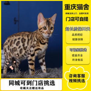 纯种孟加拉豹猫幼猫玩具虎银豹雪豹活体玫瑰花纹短毛赛级宠物猫咪