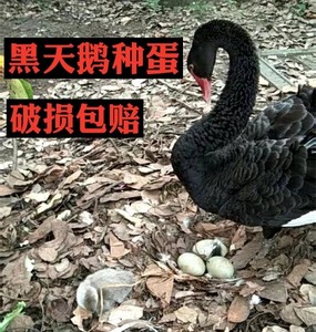顺丰快递黑天鹅种蛋受精蛋可孵化小天鹅景区观赏黑天鹅受精卵包邮