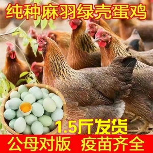 1.5斤纯种活体鸡高产蛋土鸡麻羽鸡蛋鸡脱温鸡苗绿壳蛋鸡小苗包活