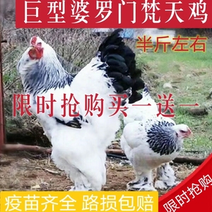 1月婆罗门鸡活苗大型纯种梵天鸡脱温幼鸡大型观赏宠物青年鸡包邮