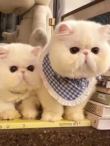 香港发货双血统纯白色加菲猫幼崽家养黑黄色乳白虎斑波斯猫宠物猫