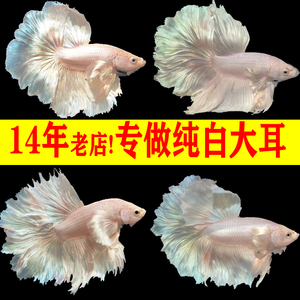 C400~C499老鱼场【纯白大耳】泰国斗鱼半月斗鱼小型观赏鱼热带鱼