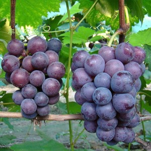 葡萄种子果树苗种子水果盆栽巨峰红提 美国进口提子葡萄苗种子