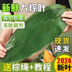 粽叶新鲜粽子叶大号商用专用包棕子的叶子芦苇干棕叶广西野生