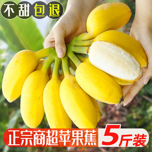 正宗苹果蕉广西香蕉当季自然熟热带水果新鲜苹果粉蕉小米芭蕉香焦