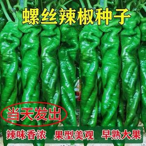 【10万+人】螺丝椒种子杂交种子四季蔬菜种子高产辣椒种子