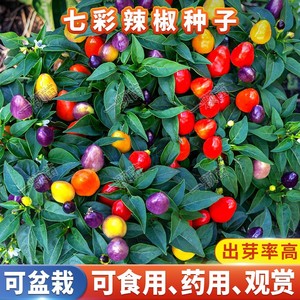 广西七彩辣椒种籽盆栽可食用观赏椒盆景小辣椒五彩椒种子孑超辣