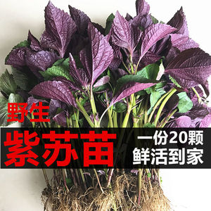 紫苏树苗野生带土紫苏苗可食用苏子叶农家新鲜去腥食用香料紫苏幼