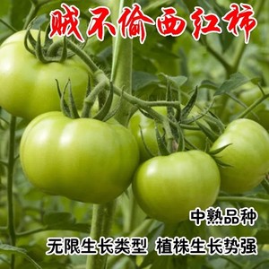 贼不偷西红柿种子绿皮 东北柿子绿番茄种籽 大番茄种子四季蔬菜籽