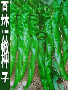 螺丝椒种子蔬菜种子辣椒种子杂交高产香辣特大螺丝椒种子罗丝椒