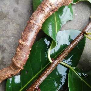 南蛇藤根中药材包邮野生过山枫过山龙穿山龙南蛇藤地龙骨老根