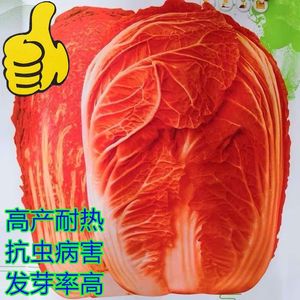 火凤凰大白菜种子抗病高产高钙橘红心农家大田易种植蔬菜种子籽