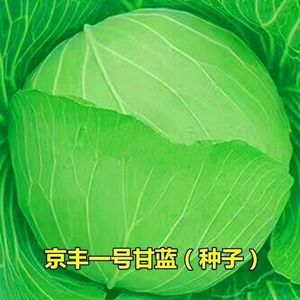 京丰一号甘蓝种子高产阳台蔬菜种孑四季包菜种子农家菜园卷心菜籽