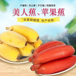 福建红美人香蕉+苹果蕉双拼整箱应当季现摘水果小香焦新鲜红皮