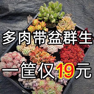 多肉植物组合套餐含盆带土大颗好养包邮室内贵货绿植盆栽花卉植物