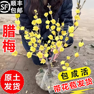 腊梅花树苗盆栽浓香型素心梅花盆景耐寒老桩室内阳台庭院花卉植物