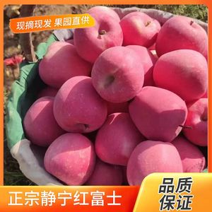 正宗甘肃静宁红富士苹果一级精品冰糖心旗舰店水果新鲜整一箱10斤
