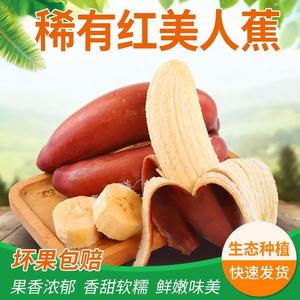 广西稀有红美人蕉香蕉应当季水果小香焦新鲜红皮芭蕉米蕉高端整箱