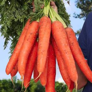 胡萝卜种子种籽红水果萝卜四季高产籽种七寸蔬菜种子大全蔬菜籽子