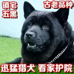 广西土猎犬幼犬虎头虎斑色狗狗赶山犬五黑犬猎犬幼崽活物狗黑狗犬