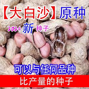 【经典】大白沙花生种子原种价农科院新品种薄壳矮杆带壳花生