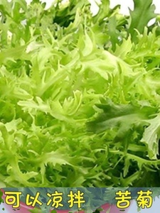 苦苣种子保健菜蔬菜沙拉牛奶菜盆栽蔬菜种子碎叶黄心细叶苦菊