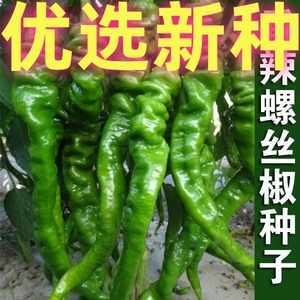 螺丝椒种子蔬菜种子辣椒种子杂交高产香辣特大螺丝椒种子罗丝椒