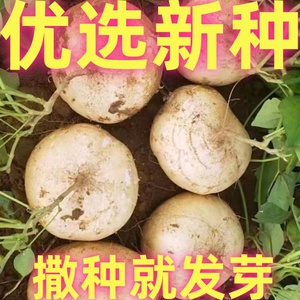 凉薯地瓜种子牧马山地瓜早熟高产水果地瓜沙葛凉薯豆薯蔬菜种子