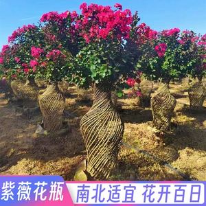 紫薇花瓶造型树景观植物编织海棠花瓶庭院别墅大型绿植绿化工程树
