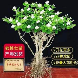 正宗横县茉莉花苗盆栽绿植基地批发苗四季开浓香重瓣老桩茉莉花树