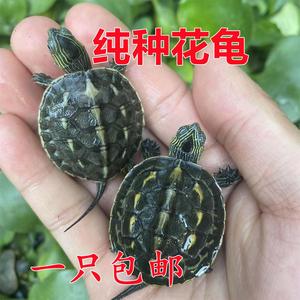 花龟乌龟活体珍珠龟吃菜龟温顺龟纯种外塘龟长寿龟台湾六线草龟