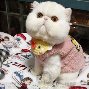 全国香港发货纯白异瞳鸳鸯眼网红加菲猫幼崽不掉毛宠物波斯猫幼猫