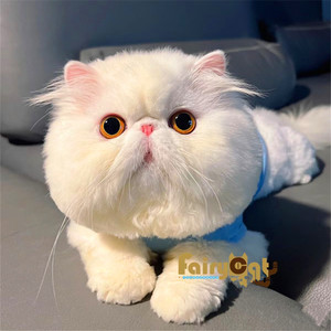 香港澳门发货纯白异瞳包子脸加菲猫幼崽异国短毛猫活体宠物波斯猫