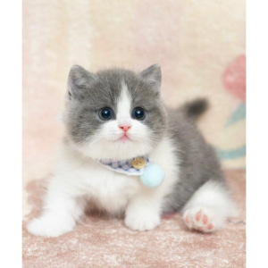 全国猫舍英短曼基康折耳蓝白幼猫矮脚英国短毛猫活体宠物长毛蓝猫