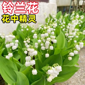 铃兰花苗浓香花卉盆栽带芽铃兰阳台绿植室内外风信子芳香当年开花