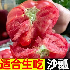 现摘西红柿番茄沙瓤有子云南露天新鲜自然熟大红果应季蔬菜普柿旺