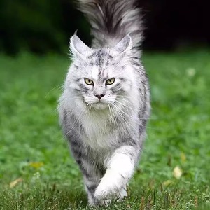 缅因猫幼猫宠物猫纯种俄罗斯猫咪活体烟灰黑银虎斑缅因巨型长毛猫